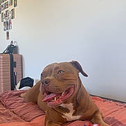 Crystal participe au concours pour gagner de l'argent avec cette photo : dog, brown, bed, toy, rope_toy, lying_down, indoor, pet, happy, tongue_out, ears_up, collage, photos, suitcase, blanket, cozy, domestic, animal, playful, resting