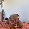 dog, brown, bed, toy, rope_toy, lying_down, indoor, pet, happy, tongue_out, ears_up, collage, photos, suitcase, blanket, cozy, domestic, animal, playful, resting