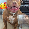 Crystal a rejoint le concours — aidez-le/la à gagner de superbes lots ! dog, brown_dog, happy, smiling, tongue_out, indoor, living_room, carpet, glass_table, electronics, pet, cute, canine, floor, home, furniture, modern, expression, animal, companion