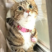 Mia is registered to the contest to win money with this photo: cat, tabby_cat, pet, animal, collar, pink_collar, windowsill, indoor, curious, white_paws, whiskers, feline, close_up, looking_up, domestic_cat, fur, ears, eyes, nature_light, window