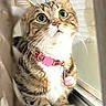 cat, tabby_cat, pet, animal, collar, pink_collar, windowsill, indoor, curious, white_paws, whiskers, feline, close_up, looking_up, domestic_cat, fur, ears, eyes, nature_light, window