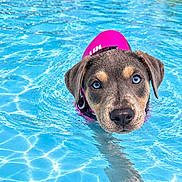 Onyx joined the competition — help win amazing prizes! dog, puppy, swimming, swim_vest, pink_vest, pool, water, water_park, wet_fur, blue_eyes, brown_fur, portrait, close_up, outdoor, playful, animal, reflection, water_slides, summer, photography