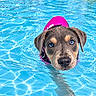 dog, puppy, swimming, swim_vest, pink_vest, pool, water, water_park, wet_fur, blue_eyes, brown_fur, portrait, close_up, outdoor, playful, animal, reflection, water_slides, summer, photography