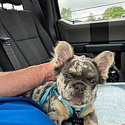 Rudy joined the competition — help win amazing prizes! dog, puppy, blue_harness, car_interior, person, lap, seat, window, cloudy_sky, ears, curious, relaxed, pet, animal, cute, furry, indoor, transport, resting, companion