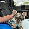 dog, puppy, blue_harness, car_interior, person, lap, seat, window, cloudy_sky, ears, curious, relaxed, pet, animal, cute, furry, indoor, transport, resting, companion