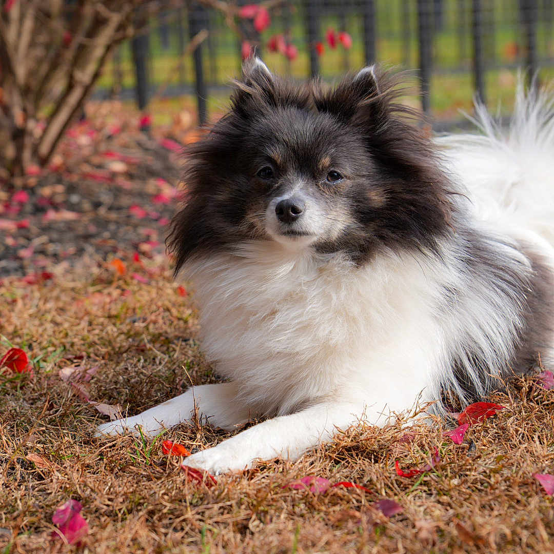 Luna is registered to the contest to win money with this photo: animal, autumn, black_and_white, calm, canine, close_up, daylight, dog, fence, fluffy, fur, grass, leaves, lying_down, nature, outdoor, pet, portrait, serene, tree