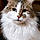 Duchesse