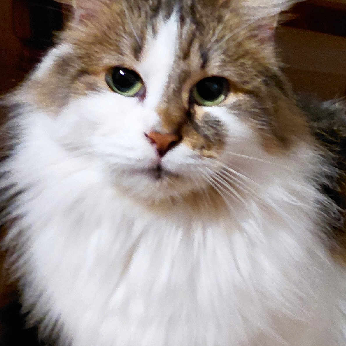Duchesse participe au concours pour gagner de l'argent avec cette photo : cat, fluffy, long_hair, green_eyes, pet, indoor, close_up, feline, mammal, whiskers, cute, animal, domestic, portrait, fur, face, ears, nose, curious, soft_lighting