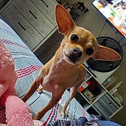 Nala joined the competition — help win amazing prizes! bed, blanket, chihuahua, cozy, curious, dog, dresser, ears, eyes, fan, furniture, indoor, pet, pink, room, small_dog, striped_bedspread, stuffed_toy, television, tilted_head
