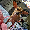 bed, blanket, chihuahua, cozy, curious, dog, dresser, ears, eyes, fan, furniture, indoor, pet, pink, room, small_dog, striped_bedspread, stuffed_toy, television, tilted_head