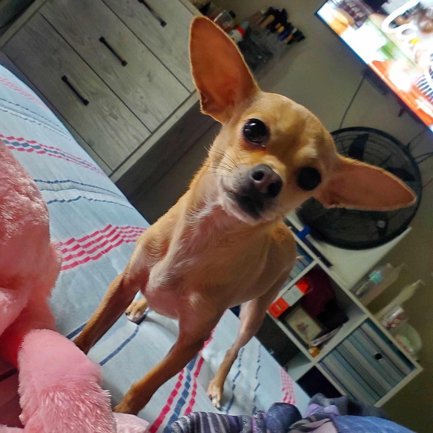 Nala