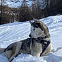 Swan participe au concours pour gagner de l'argent avec cette photo : dog, husky, snow, mountains, winter, outdoor, nature, canine, animal, cold, forest, trees, landscape, pet, fur, leash, collar, blue_eyes, sled_dog, resting