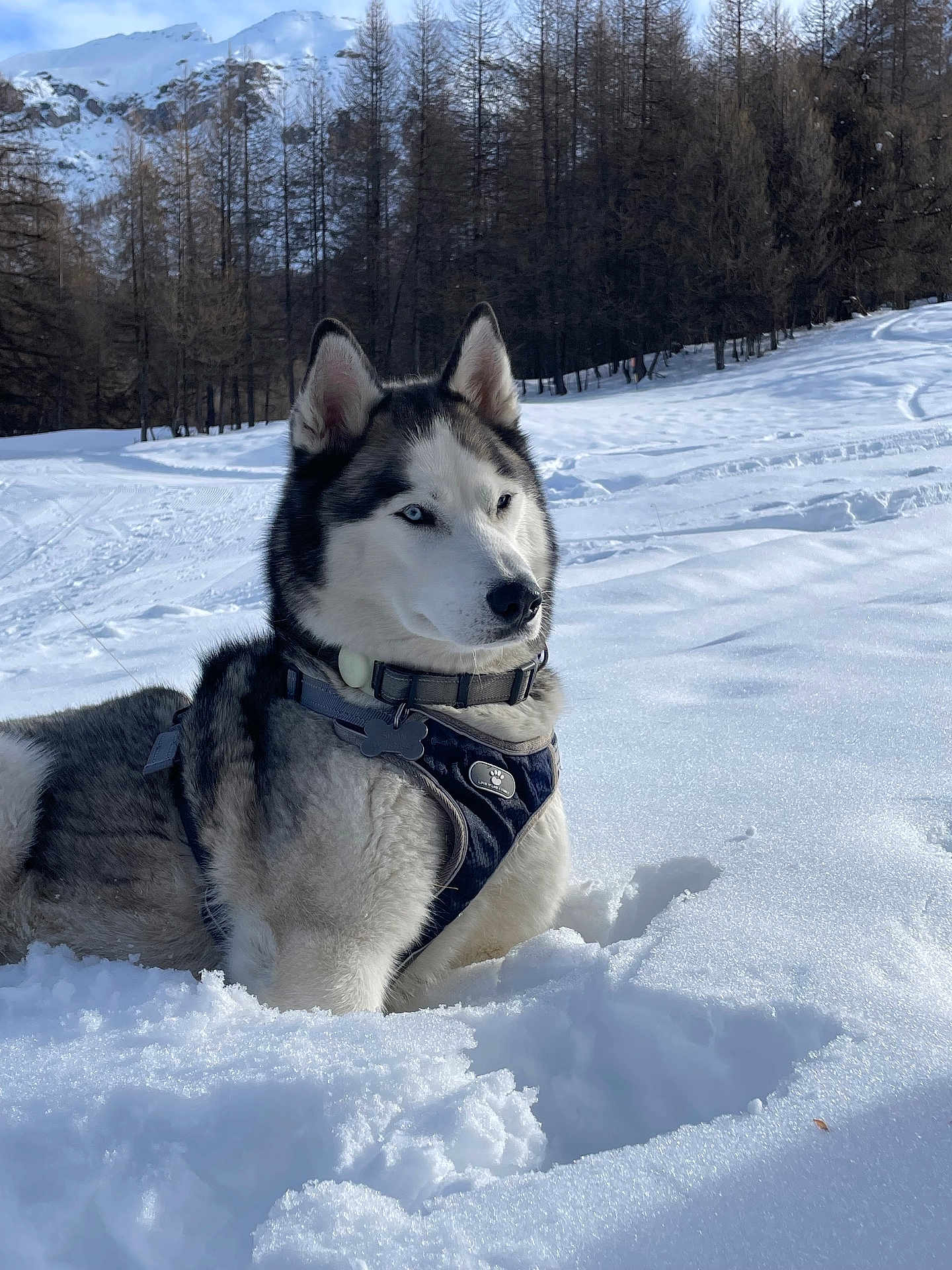 Swan a rejoint le concours — aidez-le/la à gagner de superbes lots ! husky, dog, snow, winter, forest, trees, mountains, outdoor, canine, animal, pet, nature, landscape, cold, fur, blue_eyes, harness, snowy_ground, daylight, scenic