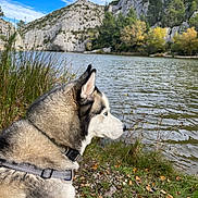 Swan participe au concours pour gagner de l'argent avec cette photo : dog, husky, lake, water, rocks, cliffs, trees, grass, sky, clouds, nature, outdoor, animal, fur, collar, harness, landscape, scenic, calm, daytime