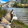 dog, husky, lake, water, rocks, cliffs, trees, grass, sky, clouds, nature, outdoor, animal, fur, collar, harness, landscape, scenic, calm, daytime