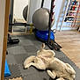 Swan participe au concours pour gagner de l'argent avec cette photo : dog, husky, lying_down, foam_mat, exercise_ball, weights, mirror, skateboard, resistance_bands, home_gym, wood_floor, playful, indoor, fitness_equipment, relaxed, pet, collar, training, workout_area, reflection