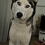 dog, siberian_husky, blue_eyes, indoor, pet, animal, fur, curious, portrait, canine, living_room, furniture, table, television, decor, houseplant, floor, ears, snout, companion