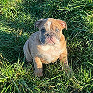 Alfred a rejoint le concours — aidez-le/la à gagner de superbes lots ! puppy, dog, bulldog, grass, outdoor, sunlight, pet, animal, greenery, cute, young, nature, fur, ears, face, eyes, portrait, sitting, adorable, wrinkles