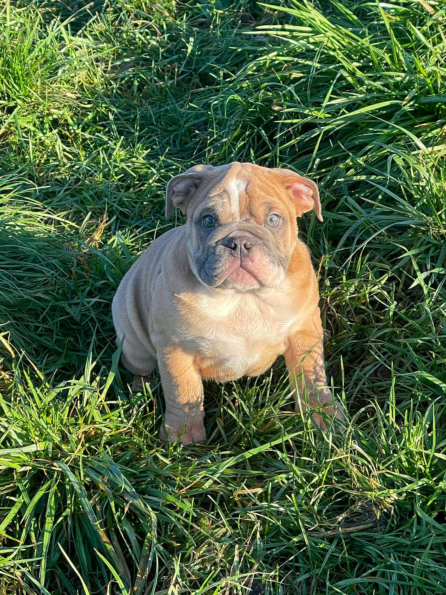 Alfred a rejoint le concours — aidez-le/la à gagner de superbes lots ! puppy, dog, bulldog, grass, outdoor, sunlight, pet, animal, greenery, cute, young, nature, fur, ears, face, eyes, portrait, sitting, adorable, wrinkles