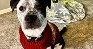 Osito is registered to the contest to win money with this photo: dog, christmas_tree, red_sweater, carpet, indoor, holiday, ornaments, lights, decorations, festive, pet, black_and_white, sitting, looking_at_camera, cozy, warm_lighting, home, floor, christmas, seasonal
