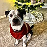 dog, christmas_tree, red_sweater, carpet, indoor, holiday, ornaments, lights, decorations, festive, pet, black_and_white, sitting, looking_at_camera, cozy, warm_lighting, home, floor, christmas, seasonal