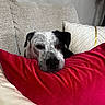 Osito joined the competition — help win amazing prizes! dog, black_and_white, couch, pillow, red_pillow, decorative_cushion, beige_couch, resting, indoors, pet, relaxed, calm, face, fur, ears, snout, home, comfort, animal, canine