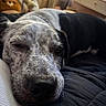 Osito joined the competition — help win amazing prizes! dog, sleeping, close_up, indoor, bed, resting, black_and_white_fur, cozy, fan, plush_toy, dresser, room, soft_lighting, face, pet, relaxation, animal, fur, whiskers, napping