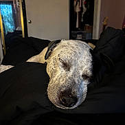 Osito is registered to the contest to win money with this photo: dog, sleeping, bedroom, blanket, mirror, door, clothes, closet, indoor, resting, black_blanket, white_dog, speckled_fur, peaceful, cozy, pet, animal, napping, furniture, relaxation
