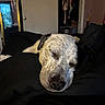 dog, sleeping, bedroom, blanket, mirror, door, clothes, closet, indoor, resting, black_blanket, white_dog, speckled_fur, peaceful, cozy, pet, animal, napping, furniture, relaxation