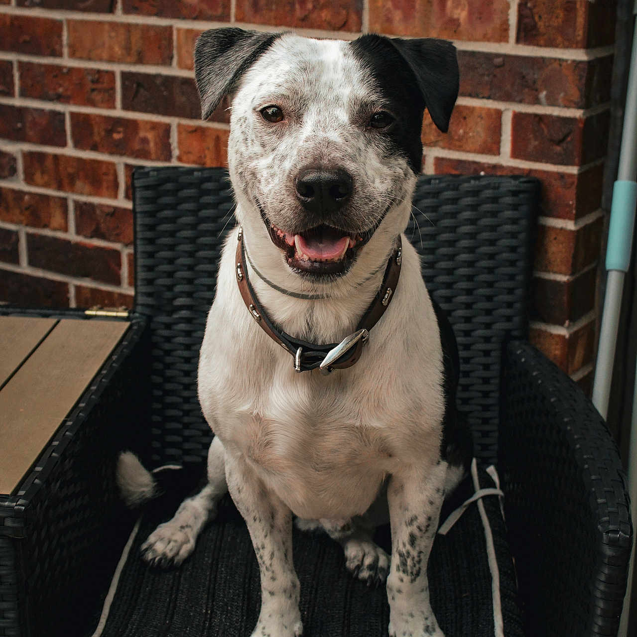 Osito joined the competition — help win amazing prizes! dog, smiling, sitting, wicker_chair, cushion, brick_wall, collar, pet, outdoor, happy, black_and_white, fur, canine, domestic_animal, animal, portrait, friendly, paw, ears, face