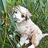 puppy, dog, animal, fluffy, white_fur, brown_patches, blue_eyes, outdoor, nature, willow_tree, leaves, grass, garden, sitting, looking_at_camera, cute, pet, fur, portrait, woodland