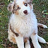 Blue participe au concours pour gagner de l'argent avec cette photo : puppy, dog, animal, pet, fluffy, long_hair, blue_eyes, sitting, outdoors, grass, nature, portrait, close_up, white_fur, brown_fur, blue_merle, adorable, cute, canine, playful