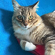 Nine a rejoint le concours — aidez-le/la à gagner de superbes lots ! animal, blanket, blue, cat, close_up, comfort, cute, ears, fur, green_eyes, indoor, mammal, paw, pet, red, relaxing, sleepy, tabby, texture, whiskers