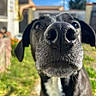 animal, black_dog, blurred_background, canine, close_up, curious, daylight, dog, ears, garden, grass, muzzle, nose, outdoor, pet, portrait, snout, sunny, whiskers, white_chest