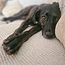 Rita participe au concours pour gagner de l'argent avec cette photo : animal, black_dog, brown_eyes, canine, closeup, comfort, couch, dog, fur, home, indoors, lounge, paw, pet, portrait, relaxing, resting, snout, soft_lighting, texture