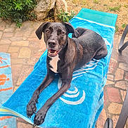 Rita a rejoint le concours — aidez-le/la à gagner de superbes lots ! animal, black_dog, close_up, dog, ears, four_legs, greenery, happy, looking_at_camera, lounge_chair, outdoor, pet, portrait, relaxing, stone_pavement, summer, sunny, tail, tongue, towel