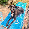 animal, black_dog, close_up, dog, ears, four_legs, greenery, happy, looking_at_camera, lounge_chair, outdoor, pet, portrait, relaxing, stone_pavement, summer, sunny, tail, tongue, towel