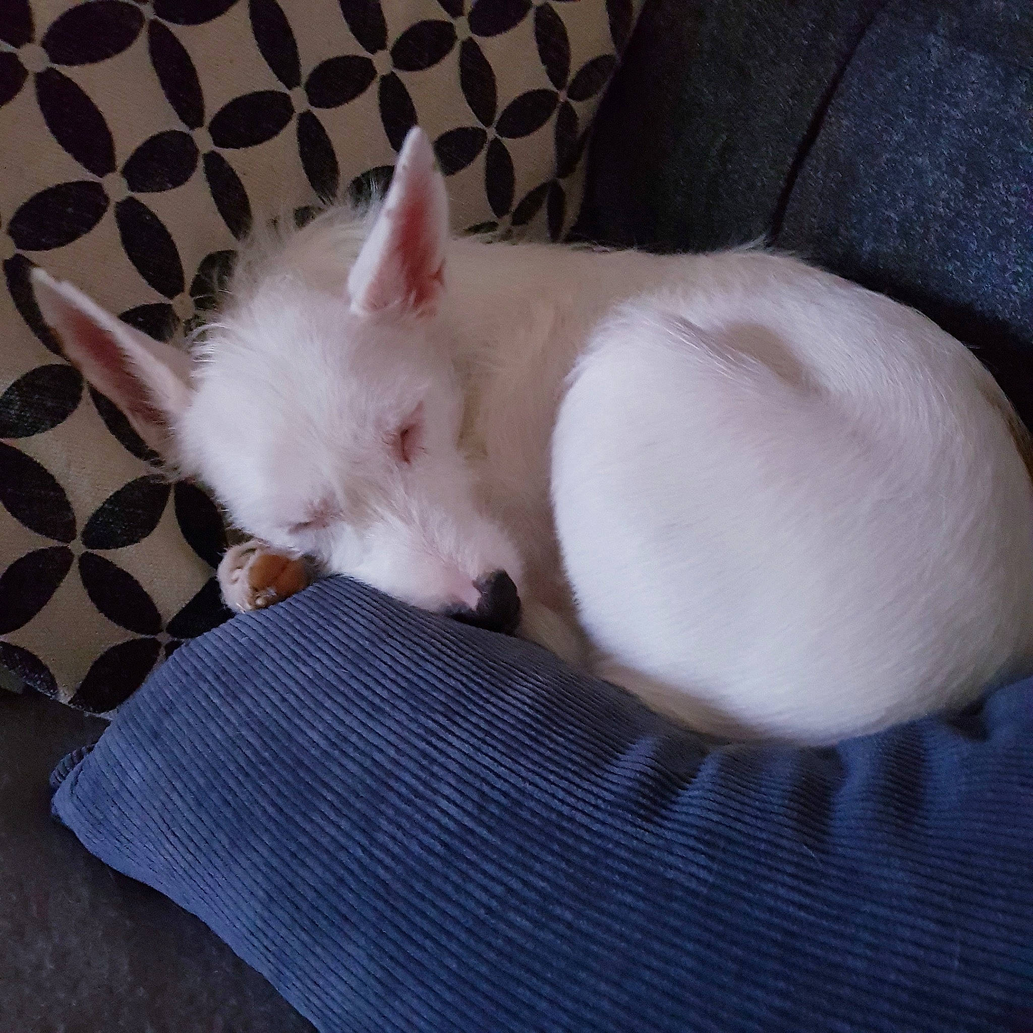 Ohana a rejoint le concours — aidez-le/la à gagner de superbes lots ! canidae, carnivore, companion_dog, dog, dog_breed, ear, fawn, mammal, nap, puppy, skin, sleep, tail