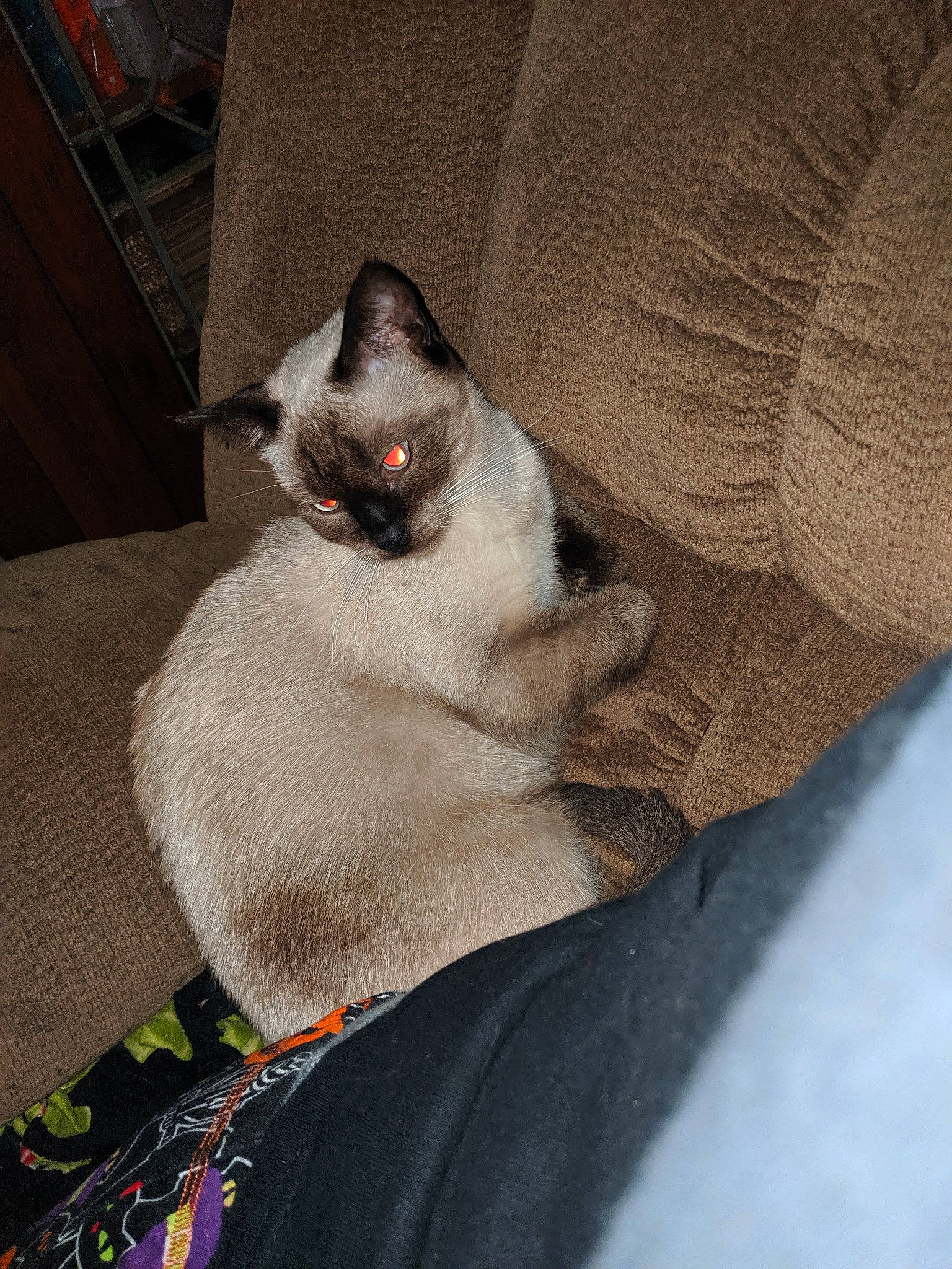 Luna is registered to the contest to win money with this photo: balinese, birman, burmese, carnivore, cat, colorpoint_shorthair, fawn, felidae, himalayan, javanese, ragdoll, siamese, small_to_medium_sized_cats, snout, snowshoe, tail, thai, tonkinese, whiskers