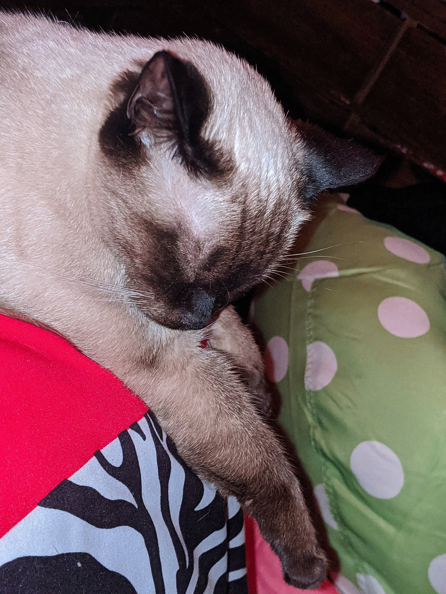 Luna joined the competition — help win amazing prizes! balinese, birman, british_shorthair, canidae, carnivore, cat, fawn, felidae, kitten, mammal, nap, paw, ragdoll, siamese, skin, small_to_medium_sized_cats, tail, thai, tonkinese, whiskers