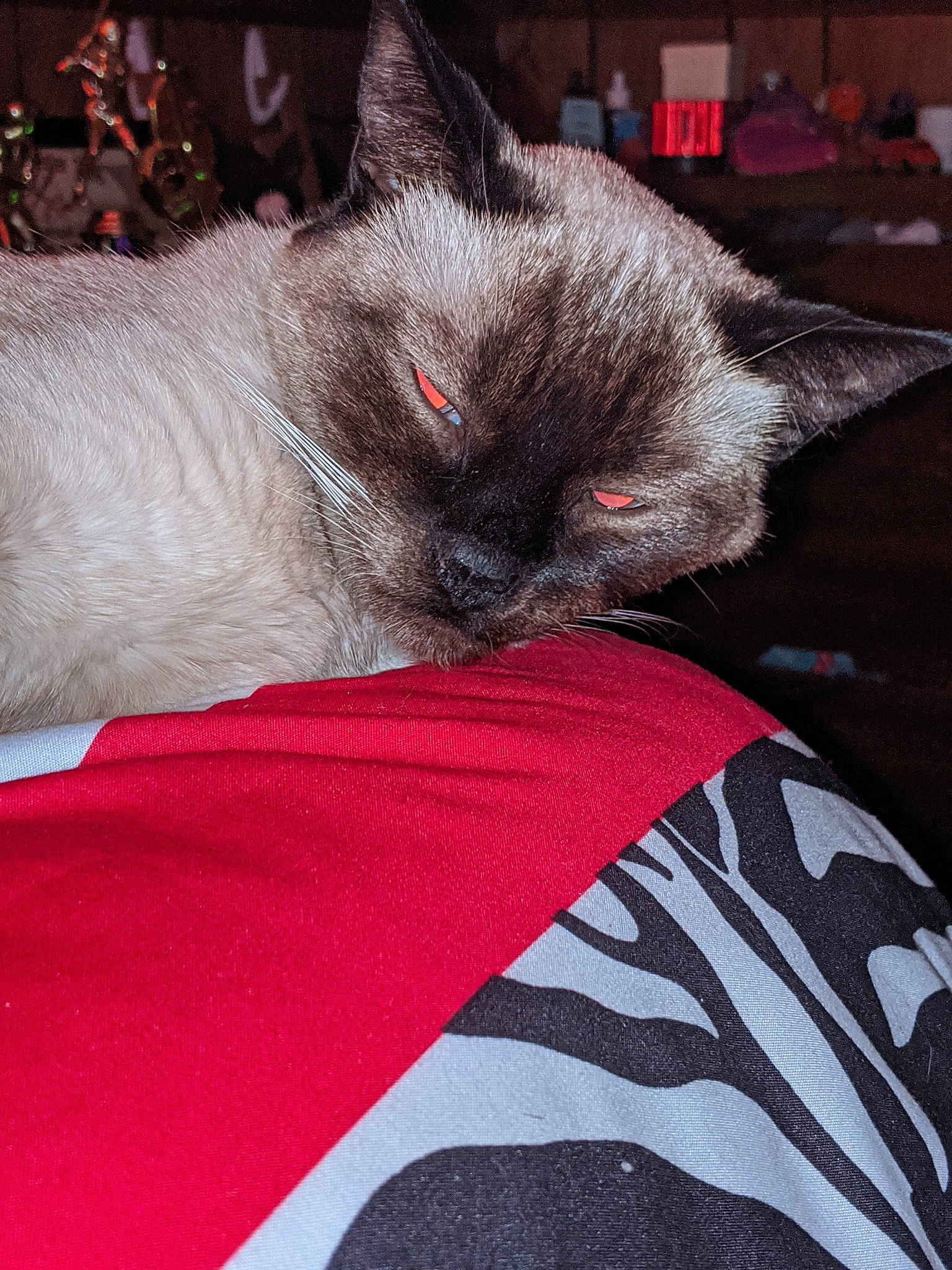 Luna joined the competition — help win amazing prizes! asian, british_shorthair, carnivore, cat, chartreux, fawn, felidae, fur, kitten, mammal, nap, small_to_medium_sized_cats, snout, whiskers