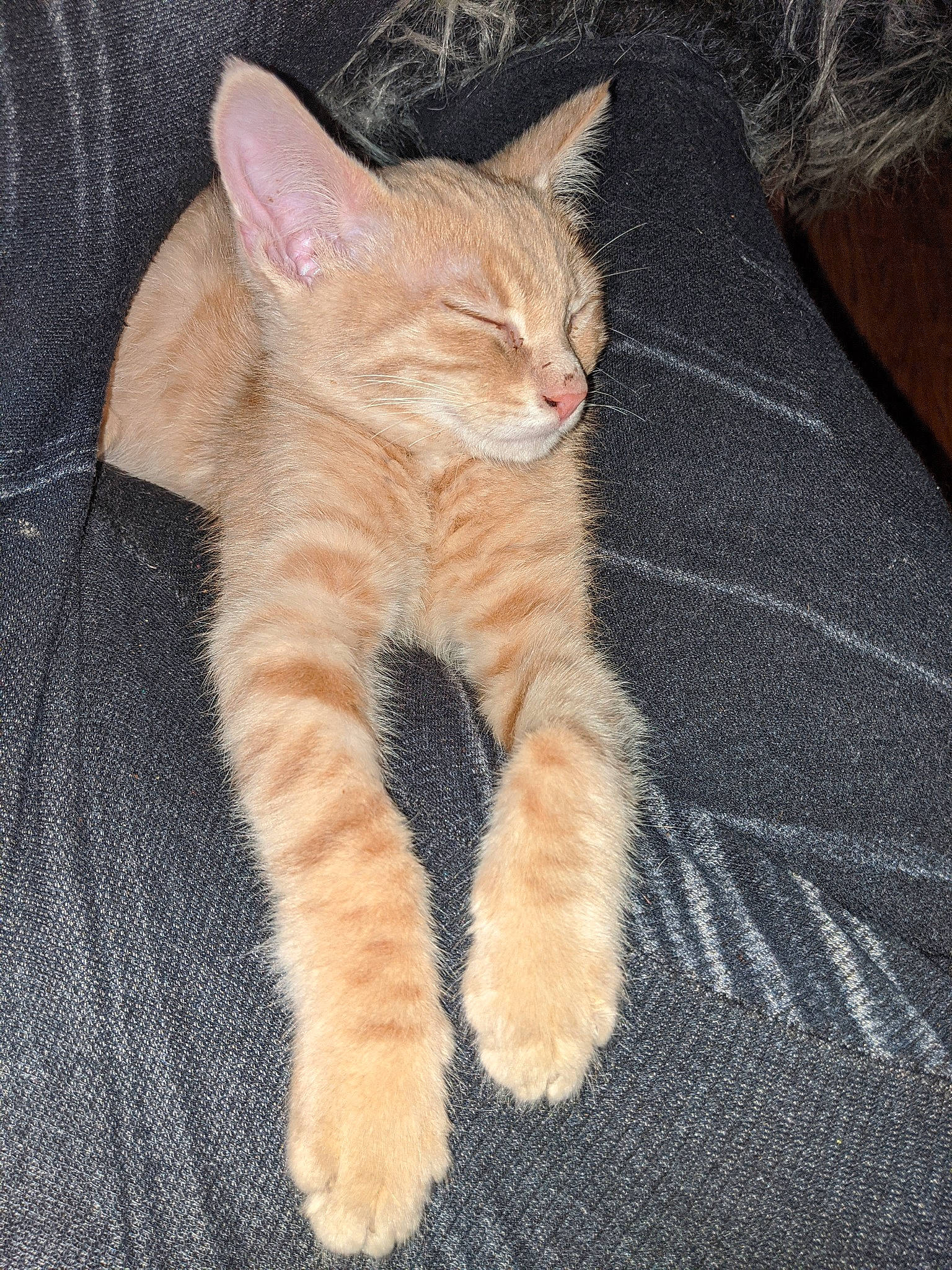 Oliver is registered to the contest to win money with this photo: arabian_mau, asian, australian_mist, carnivore, cat, claw, domestic_short_haired_cat, ear, european_shorthair, fawn, felidae, fur, german_rex, kitten, mammal, polydactyl_cat, small_to_medium_sized_cats, tabby_cat, tail, whiskers