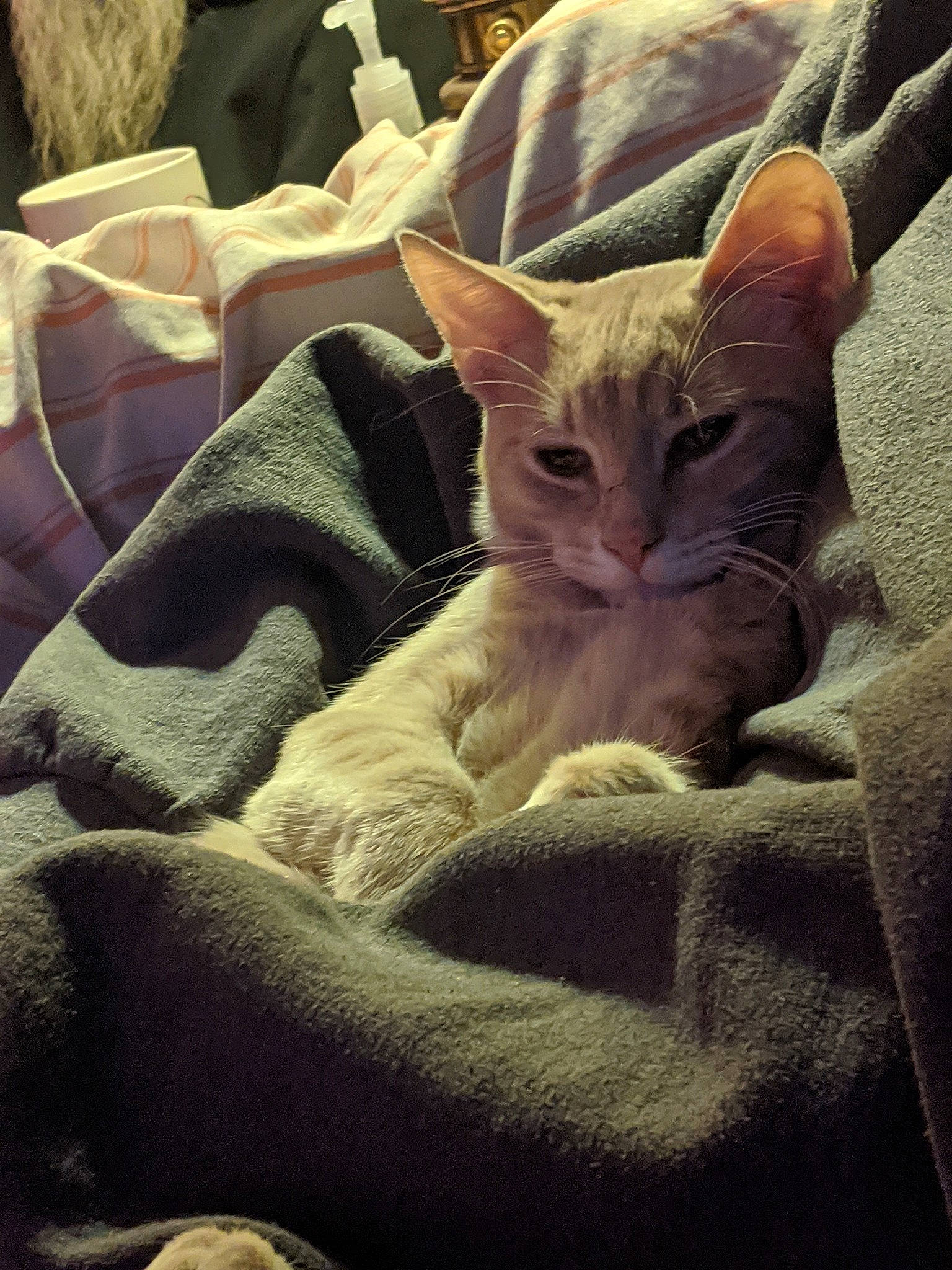 Oliver joined the competition — help win amazing prizes! arabian_mau, asian, carnivore, cat, cornish_rex, devon_rex, fawn, felidae, kitten, mammal, oriental_longhair, oriental_shorthair, peterbald, small_to_medium_sized_cats, vertebrate, whiskers