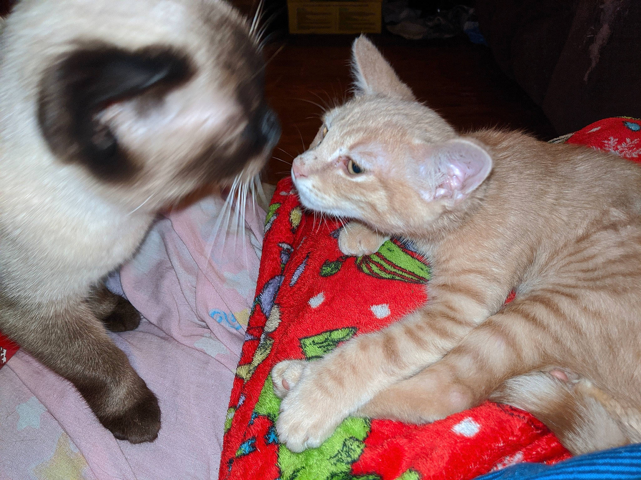 Oliver is registered to the contest to win money with this photo: asian, carnivore, cat, claw, domestic_short_haired_cat, european_shorthair, fawn, felidae, german_rex, kitten, mammal, ragdoll, small_to_medium_sized_cats, tail, thai, vertebrate, whiskers