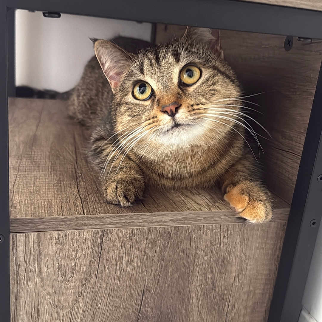 Nymeria joined the competition — help win amazing prizes! abyssinian, animal, basket, bookcase, box, cat, closet, crate, cupboard, drawer, furniture, hardwood, indoors, interiordesign, kitten, manx, pet, plywood, shelf, wood