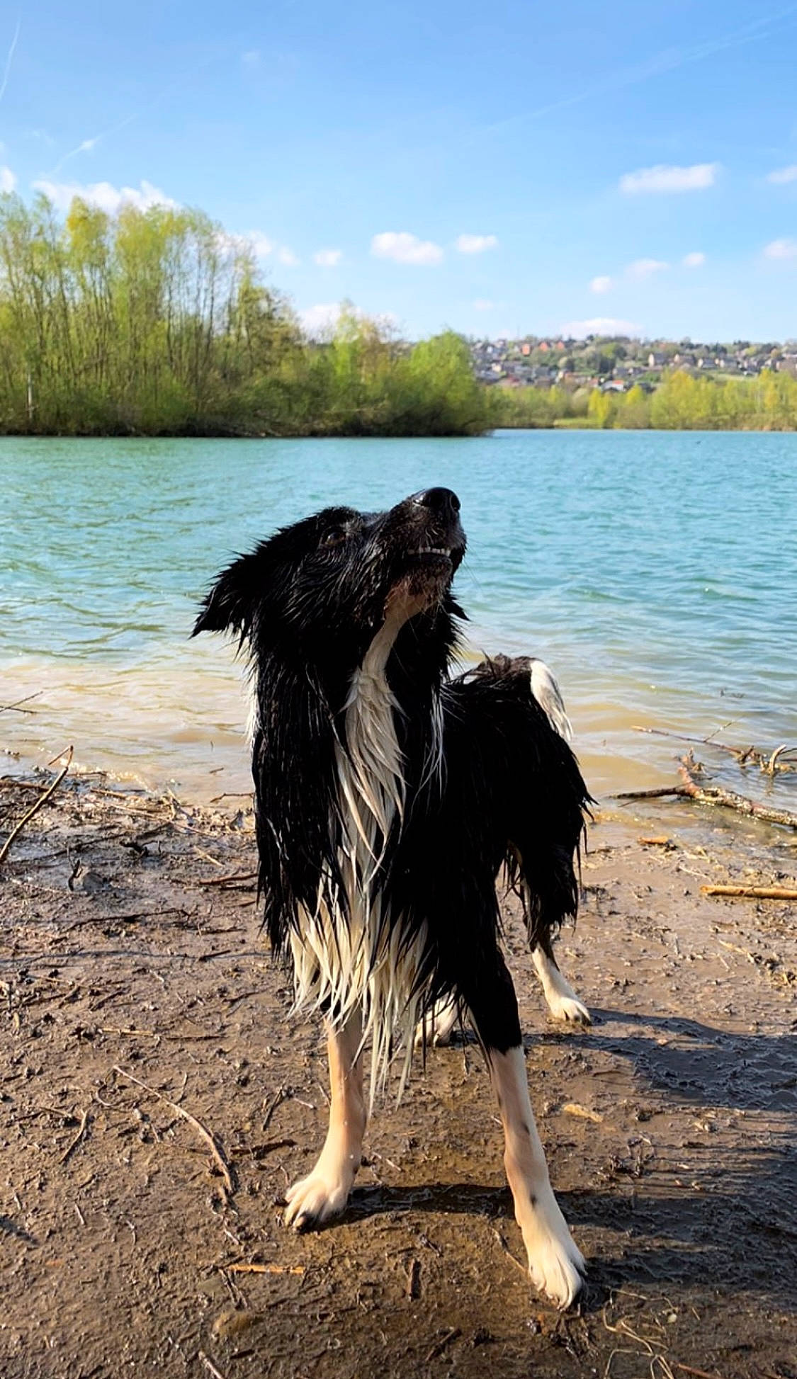 Gipsy a rejoint le concours — aidez-le/la à gagner de superbes lots ! beach, beak, bird, cloud, dog_breed, feather, flightless_bird, lake, landscape, ocean, ostrich, ratite, seabird, sky, tail, tree, water, wildlife, wind_wave, wing