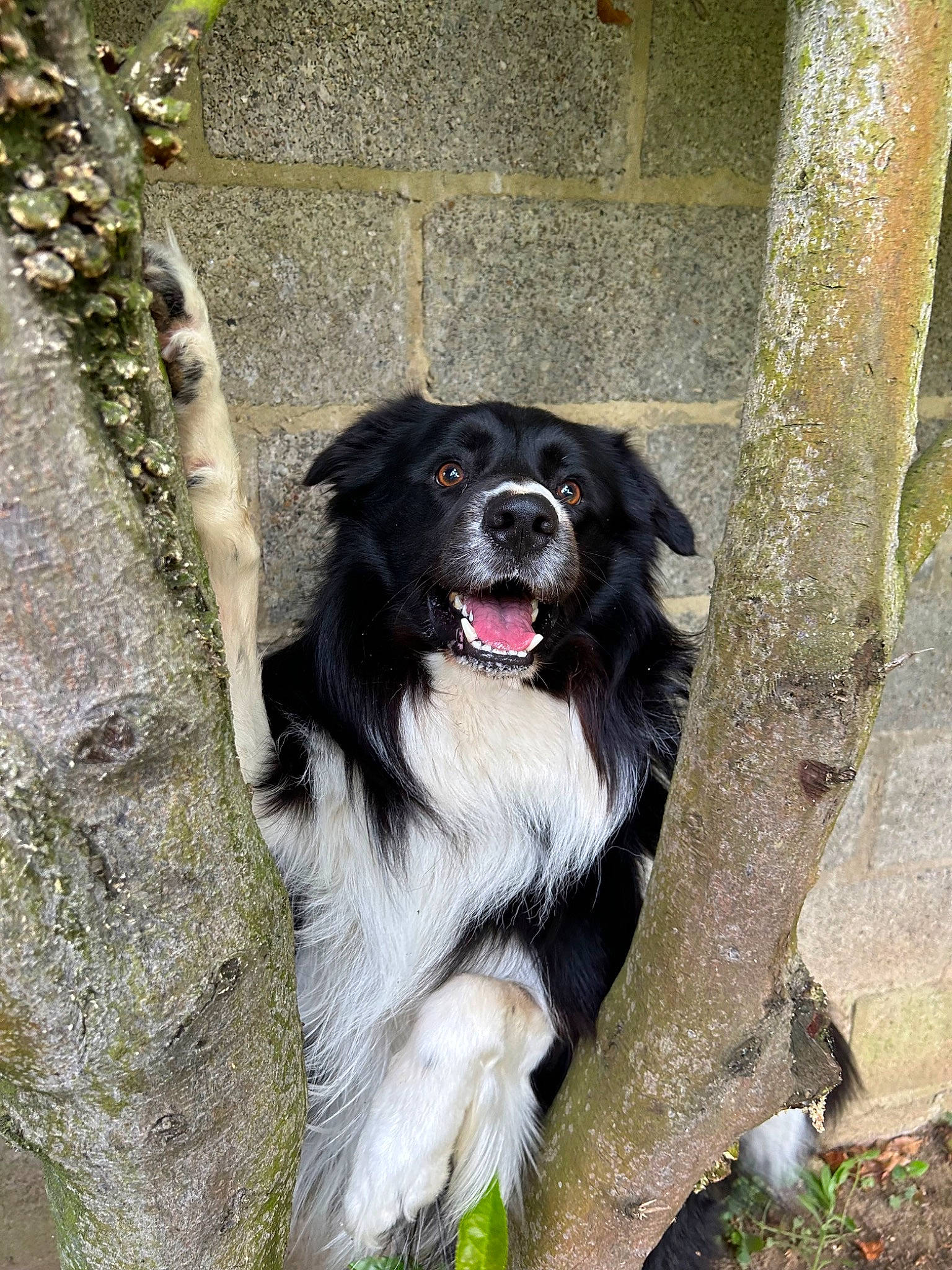 Gipsy participe au concours pour gagner de l'argent avec cette photo : ancient_dog_breeds, automotive_tire, canidae, carnivore, collar, companion_dog, dog, dog_breed, dog_collar, dog_supply, fur, plant, sporting_group, tervuren, tree, trunk, whiskers, working_animal, working_dog