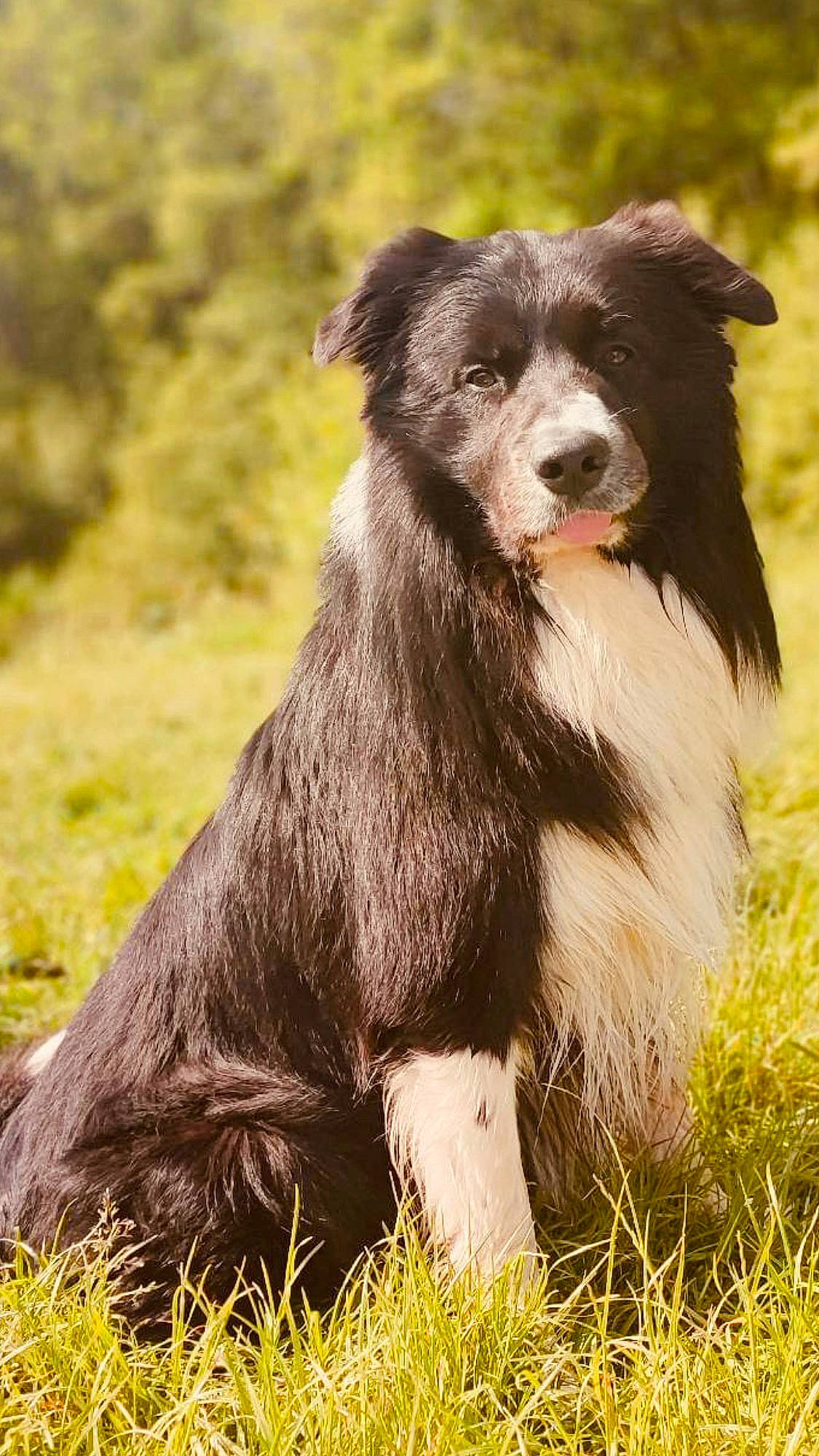 Gipsy participe au concours pour gagner de l'argent avec cette photo : border_collie, canidae, carnivore, companion_dog, dog, dog_breed, fur, grass, grassland, herding_dog, liver, plant, snout, sporting_group, terrestrial_animal, wildlife, working_animal, working_dog