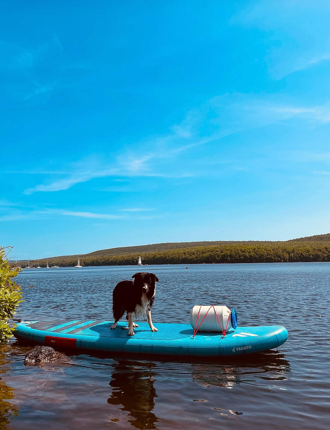 Gipsy participe au concours pour gagner de l'argent avec cette photo : blue, boat, boats_and_boating_equipment_and_supplies, canoe, carnivore, cloud, dog, lake, leisure, oar, outdoor_recreation, paddle, recreation, sky, sports_equipment, tree, vehicle, water, water_resources, watercraft