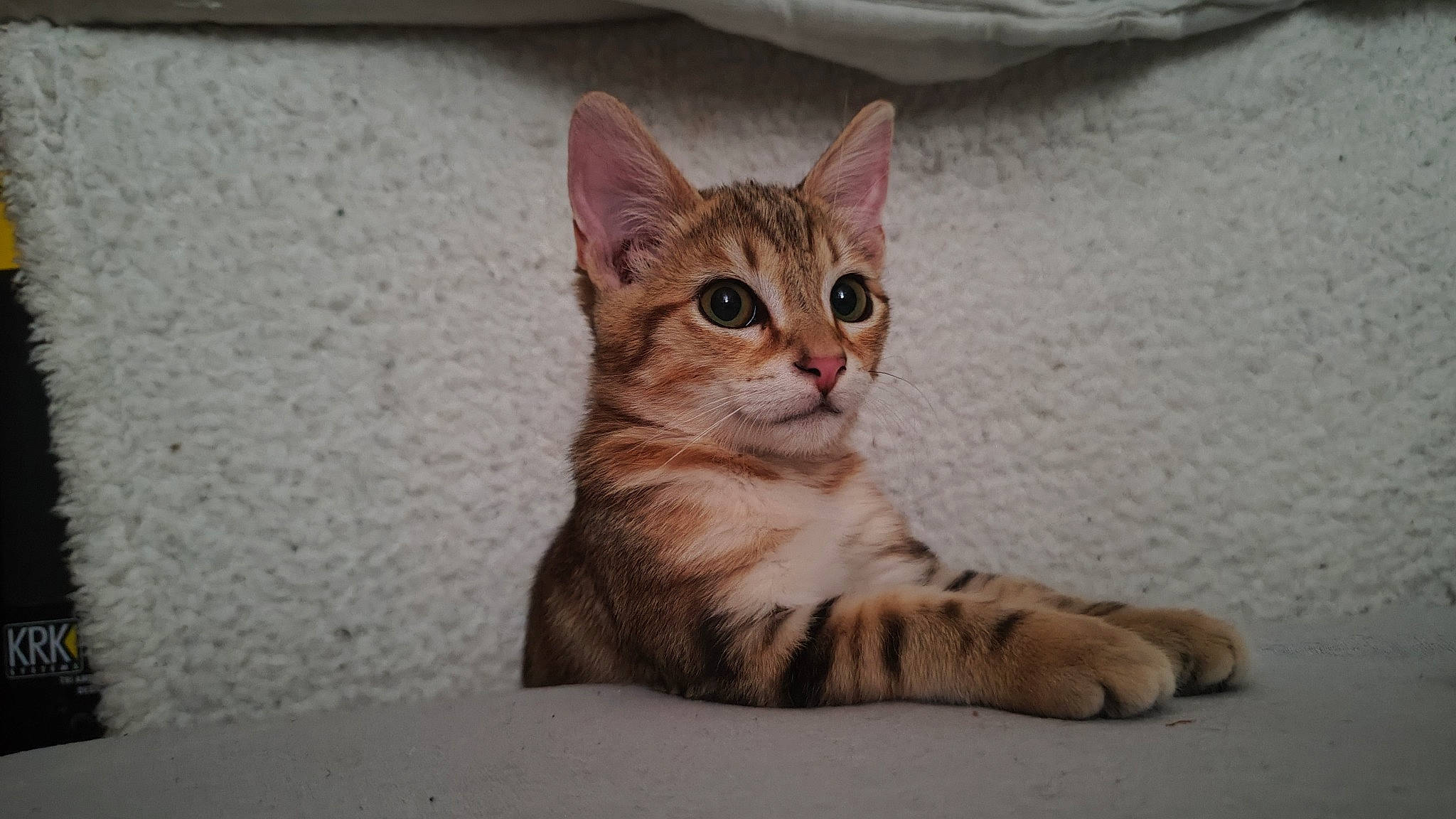 Arou a rejoint le concours — aidez-le/la à gagner de superbes lots ! carnivore, cat, domestic_short_haired_cat, fawn, felidae, fur, paw, sitting, small_to_medium_sized_cats, snout, tail, terrestrial_animal, whiskers, window, wood